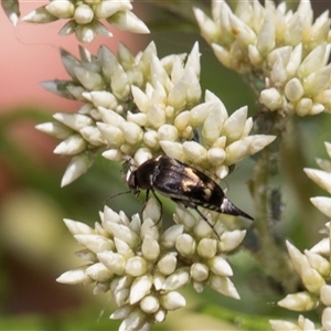 Mordella australis (Pintail or tumbling beetle) at Campbell, ACT - 19 Nov 2025 by AlisonMilton