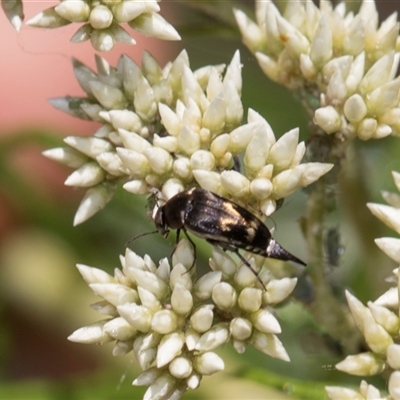 Mordella australis (Pintail or tumbling beetle) at Campbell, ACT - 19 Nov 2025 by AlisonMilton