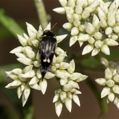 Mordella sp. (genus) (Pintail or tumbling flower beetle) at Campbell, ACT - 19 Nov 2025 by AlisonMilton