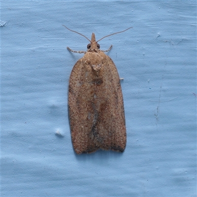 Unverified Moth (Lepidoptera) at Turner, ACT - 10 Nov 2025 by ConBoekel