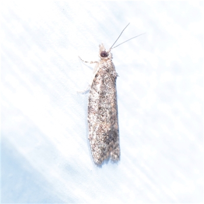 Unverified Moth (Lepidoptera) at Turner, ACT - 10 Nov 2025 by ConBoekel