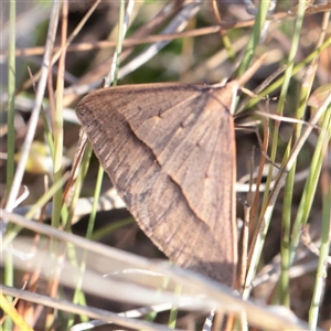 Unverified Moth (Lepidoptera) at O'Connor, ACT - 11 Nov 2025 by ConBoekel