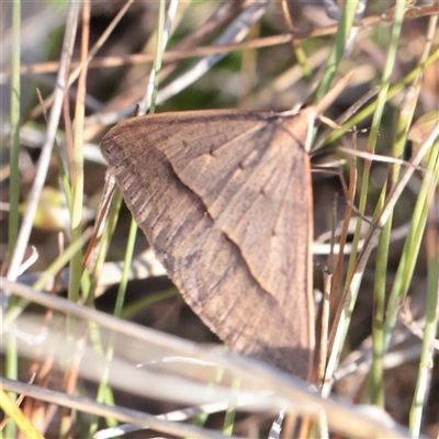 Epidesmia hypenaria (Long-nosed Epidesmia) at O'Connor, ACT - 11 Nov 2025 by ConBoekel