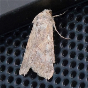 Unverified Moth (Lepidoptera) at Turner, ACT - 13 Nov 2025 by ConBoekel