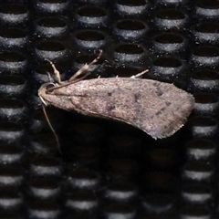 Syncometes vilis (Barea Group) at Turner, ACT - 13 Nov 2025 by ConBoekel