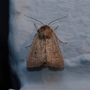 Unverified Moth (Lepidoptera) at Turner, ACT - 13 Nov 2025 by ConBoekel