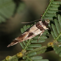 Macrobathra desmotoma ( A Cosmet moth) at O'Connor, ACT - 18 Nov 2025 by ConBoekel