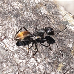 Camponotus aeneopilosus (A Golden-tailed sugar ant) at O'Connor, ACT - 18 Nov 2025 by ConBoekel