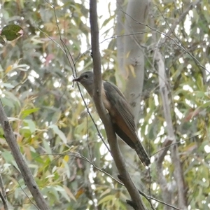 Cacomantis variolosus at Yass River, NSW - Today by SenexRugosus