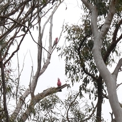 Eolophus roseicapilla at Yass River, NSW - Today by SenexRugosus