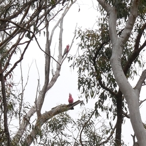 Eolophus roseicapilla at Yass River, NSW - Today by SenexRugosus