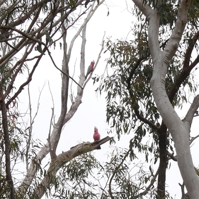 Eolophus roseicapilla at Yass River, NSW - Today by SenexRugosus