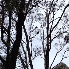 Callocephalon fimbriatum at Phillip, ACT - Today by shube