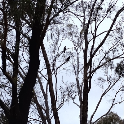 Callocephalon fimbriatum at Phillip, ACT - Today by shube