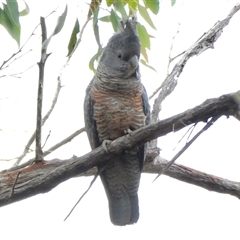 Callocephalon fimbriatum by SenexRugosus