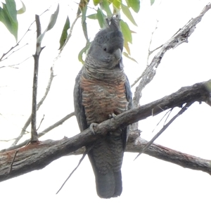 Callocephalon fimbriatum by SenexRugosus