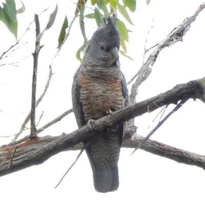 Callocephalon fimbriatum at  - suppressed by SenexRugosus