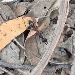 Myrmecia sp., pilosula-group at Yass River, NSW - Today by SenexRugosus