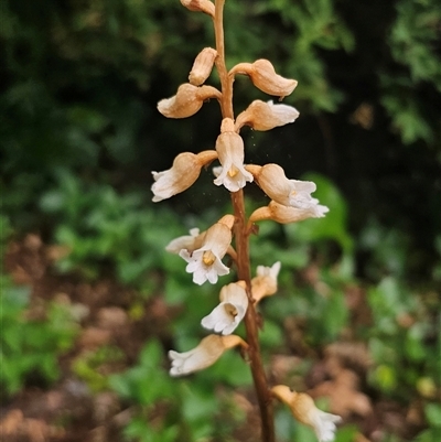 Gastrodia sesamoides at  - suppressed by Csteele4