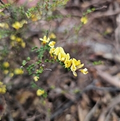 Bossiaea foliosa at Jingera, NSW - 20 Nov 2025 by Csteele4