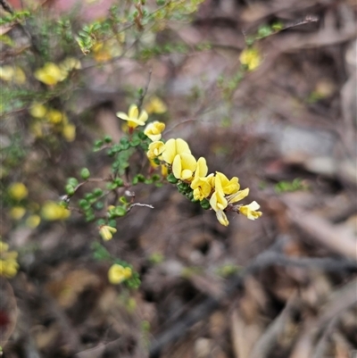 Bossiaea foliosa at Jingera, NSW - 20 Nov 2025 by Csteele4