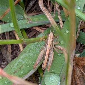 Unverified Grasshopper (several families) at Gungahlin, ACT - Today by chriselidie