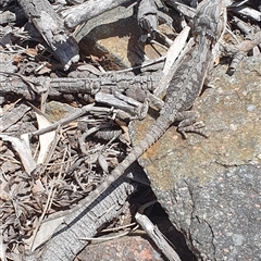Pogona barbata (Eastern Bearded Dragon) at Denman Prospect, ACT - 20 Nov 2025 by jmcleod