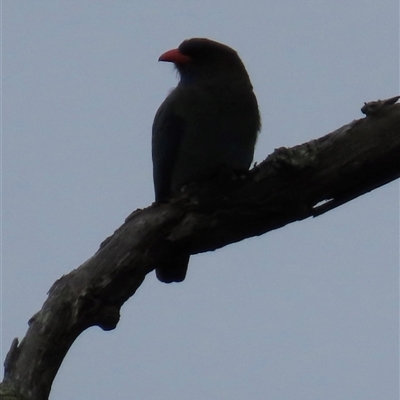 Eurystomus orientalis at  - suppressed by lbradley