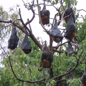 Pteropus poliocephalus at Kangaroo Valley, NSW - Yesterday by lbradley