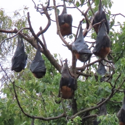 Pteropus poliocephalus (Grey-headed Flying-fox) at Kangaroo Valley, NSW - Yesterday by lbradley