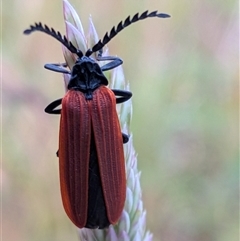 Porrostoma rhipidium (Long-nosed Lycid (Net-winged) beetle) at Gungahlin, ACT - Today by chriselidie