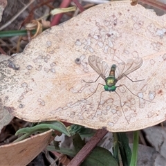 Unverified True fly (Diptera) at Gungahlin, ACT - Today by chriselidie
