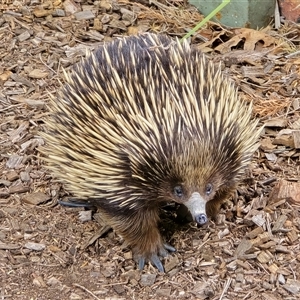 Tachyglossus aculeatus (Short-beaked Echidna) at Isaacs, ACT - Yesterday by Mike