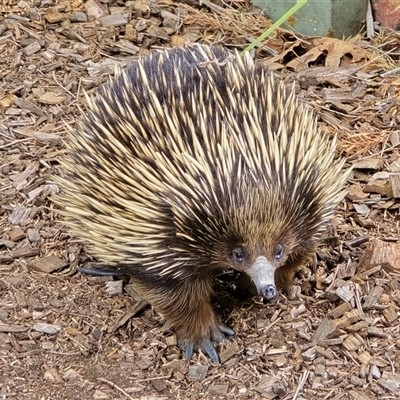 Tachyglossus aculeatus (Short-beaked Echidna) at Isaacs, ACT - Today by Mike