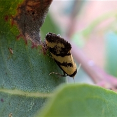 Olbonoma triptycha at Gungahlin, ACT - Today by chriselidie