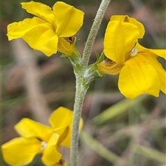 Goodenia bellidifolia at Bundanoon, NSW - 20 Nov 2025 by JaneR