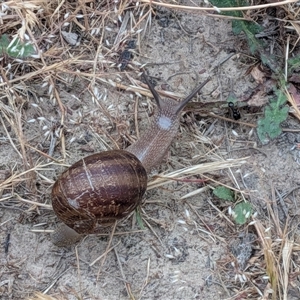 Unverified Snail or Slug (Gastropoda) at Gungahlin, ACT - Yesterday by chriselidie