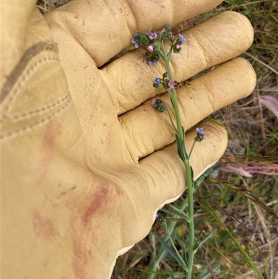 Cynoglossum australe (Australian Forget-me-not) at Watson, ACT - 17 Nov 2025 by abread111