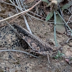 Peakesia hospita at Gungahlin, ACT - Today by chriselidie