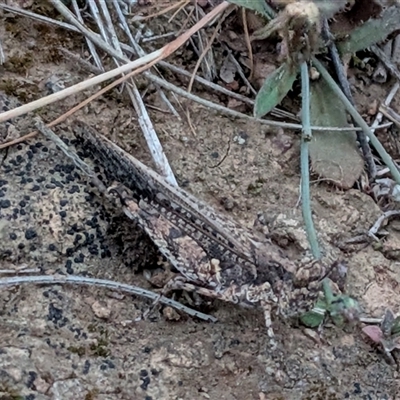 Peakesia hospita at Gungahlin, ACT - Today by chriselidie