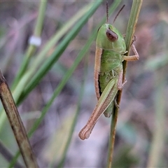 Praxibulus sp. (genus) at Gungahlin, ACT - Today by chriselidie