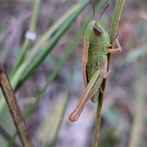 Praxibulus sp. (genus) at Gungahlin, ACT - Today by chriselidie