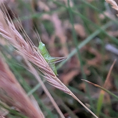 Conocephalus semivittatus at Gungahlin, ACT - Today by chriselidie