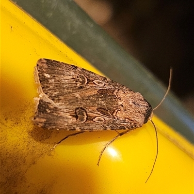 Agrotis munda at  - suppressed by Csteele4