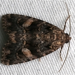 Unverified Noctuoid moth (except Arctiinae) at Bulli, NSW - 20 Nov 2025 by jb2602