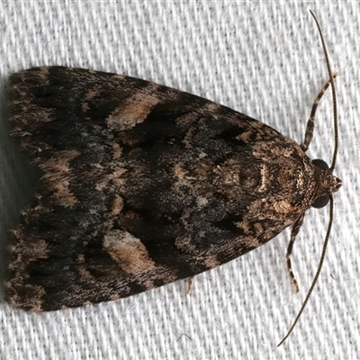 Unverified Noctuoid moth (except Arctiinae) at Bulli, NSW - 20 Nov 2025 by jb2602