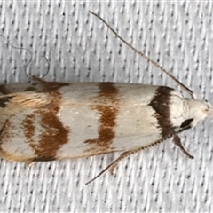 Chezala brachypepla at Bulli, NSW - Yesterday by jb2602