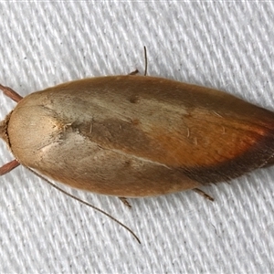 Ptyoptila matutinella at Bulli, NSW - 21 Nov 2025 by jb2602