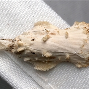 Tonica effractella at Bulli, NSW - 21 Nov 2025 by jb2602