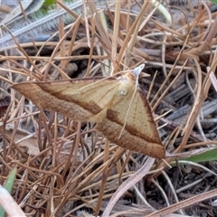 Anachloris subochraria (Golden Grass Carpet (Ennominae)) at Gungahlin, ACT - Yesterday by chriselidie